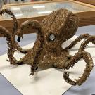 A kraken sculpture of an octopus made with cicada molts. (Photo by Allen Chew)
