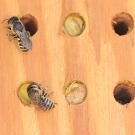 Leafcutter bees (Megachile) and their nests. (Photo by Kathy Keatley Garvey)