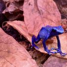 Poison dart frogs are found in the wild in Central and South America. (Photo courtesy of UC Davis neurobiologist Eva Fischer)