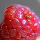 Spotted-Wing Drosophila on Raspberry (Photo by Kathy Keatley Garvey)