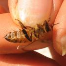 Hand holding a wax builder honey bee between thumb and forefinger