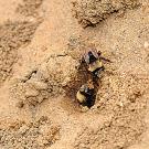 This is the solitary bee, Anthophora bomboides, a digger bee and a bumble bee mimic, that Shawn Christensen studies. (Photo taken on sand cliffs of Bodega Bay by Kathy Keatley Garvey)