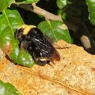 Yellow-faced bumble bee, Bombus vosnesenskii, on an oak leaf at Glen Cove Waterfront Park, Vallejo. (Photo by Michael Kwong)