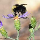 A yellow-faced bumble bee, Bombus vosnesenskii, foraging on a thistle. (Photo by Rachel Vannette)