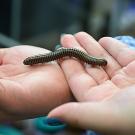 Millipede from the lab of Jason Bond, UC Davis Department of Entomology and Nematology. (Photo by Kathy Keatley Garvey)